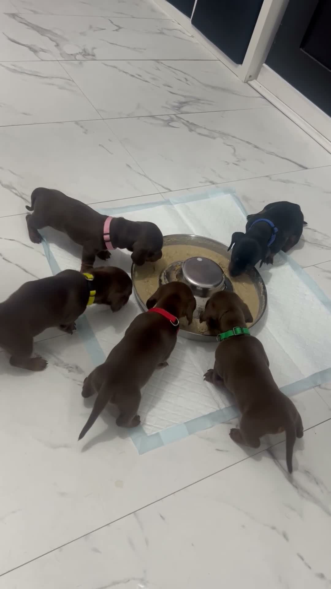 Miniature Dachshund dogs for sale: READY TO GO IN 1 WEEK! MINIATURE DACHSHUNDS - Video 2