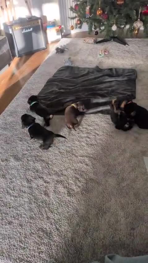 Dachshund dogs for sale: Beautiful Dachshund Puppies – KC Registered Lines - Video 1