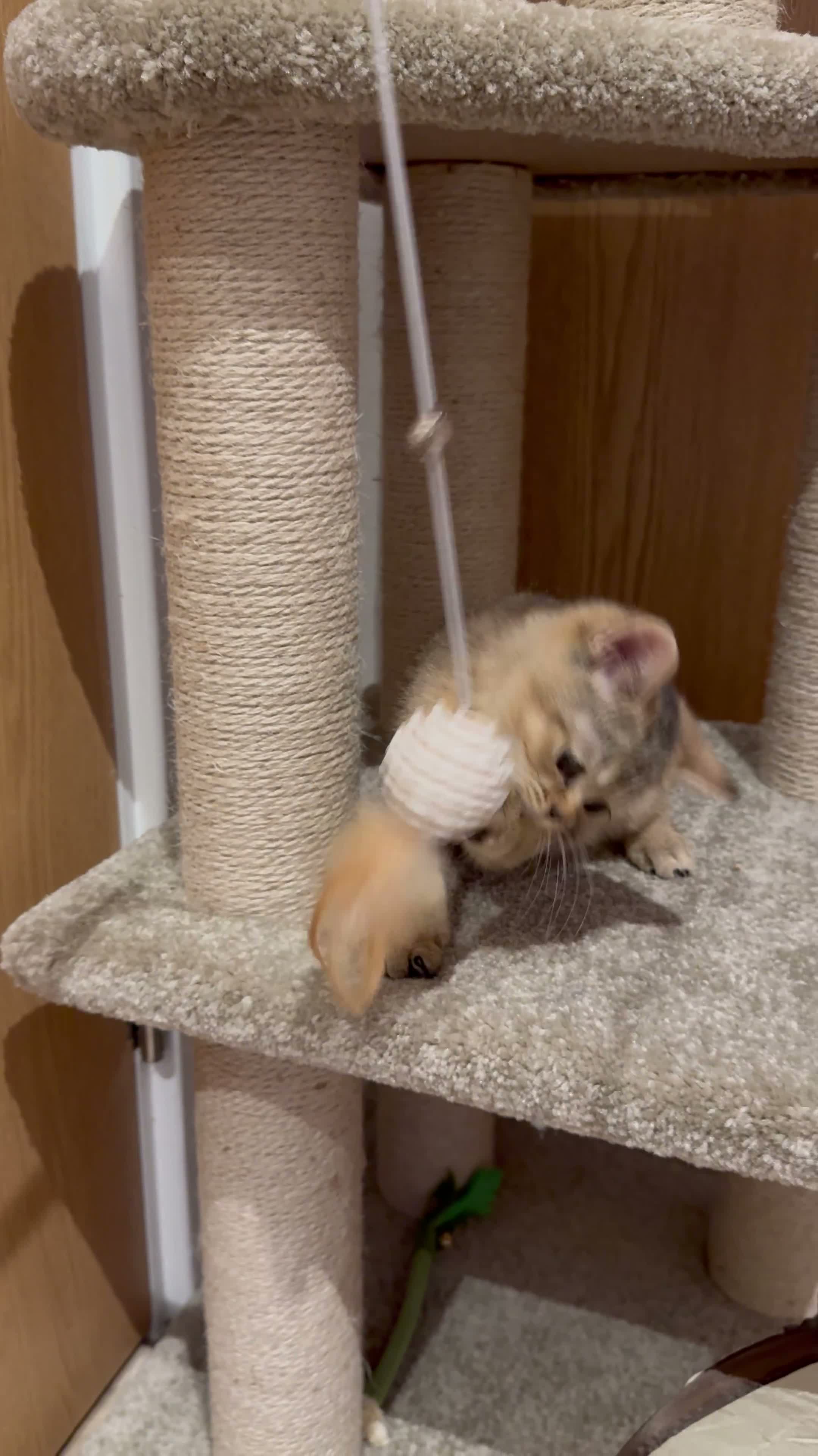 British Shorthair cats for sale: Brown British Shorthair (13 WEEKS) W/ Accessories - Video 1