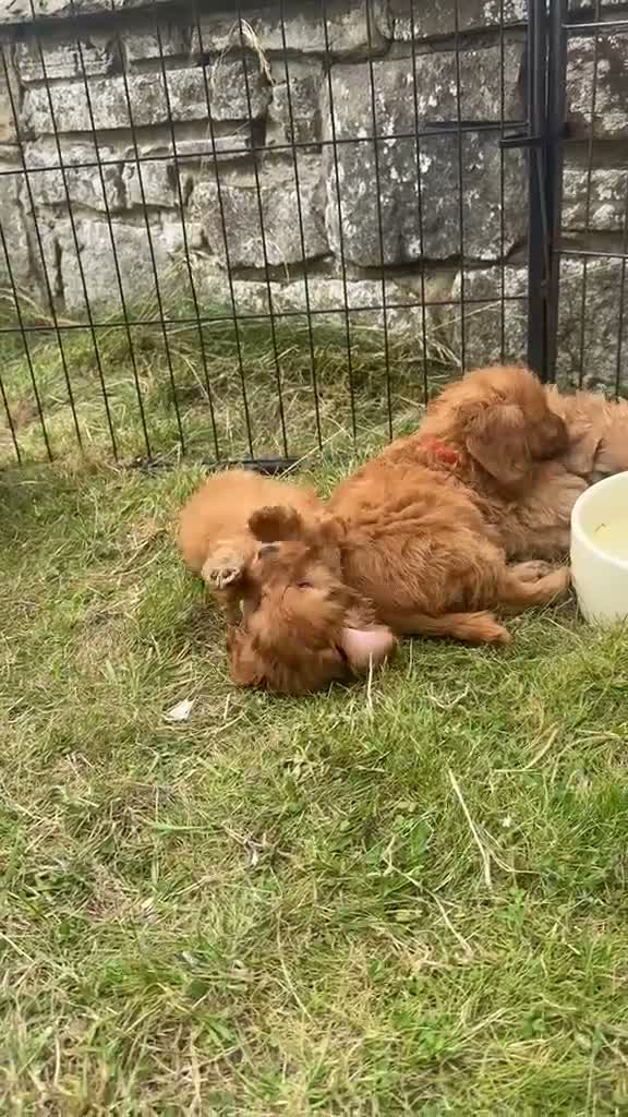 Cavapoo dogs for sale: Cavapoo Pups Bred From Health Tested Parents - Video 1