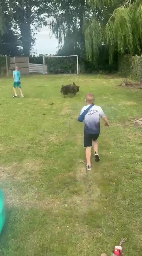 German Shepherd dogs for sale: German shepherd puppies READY NOW - Video 1