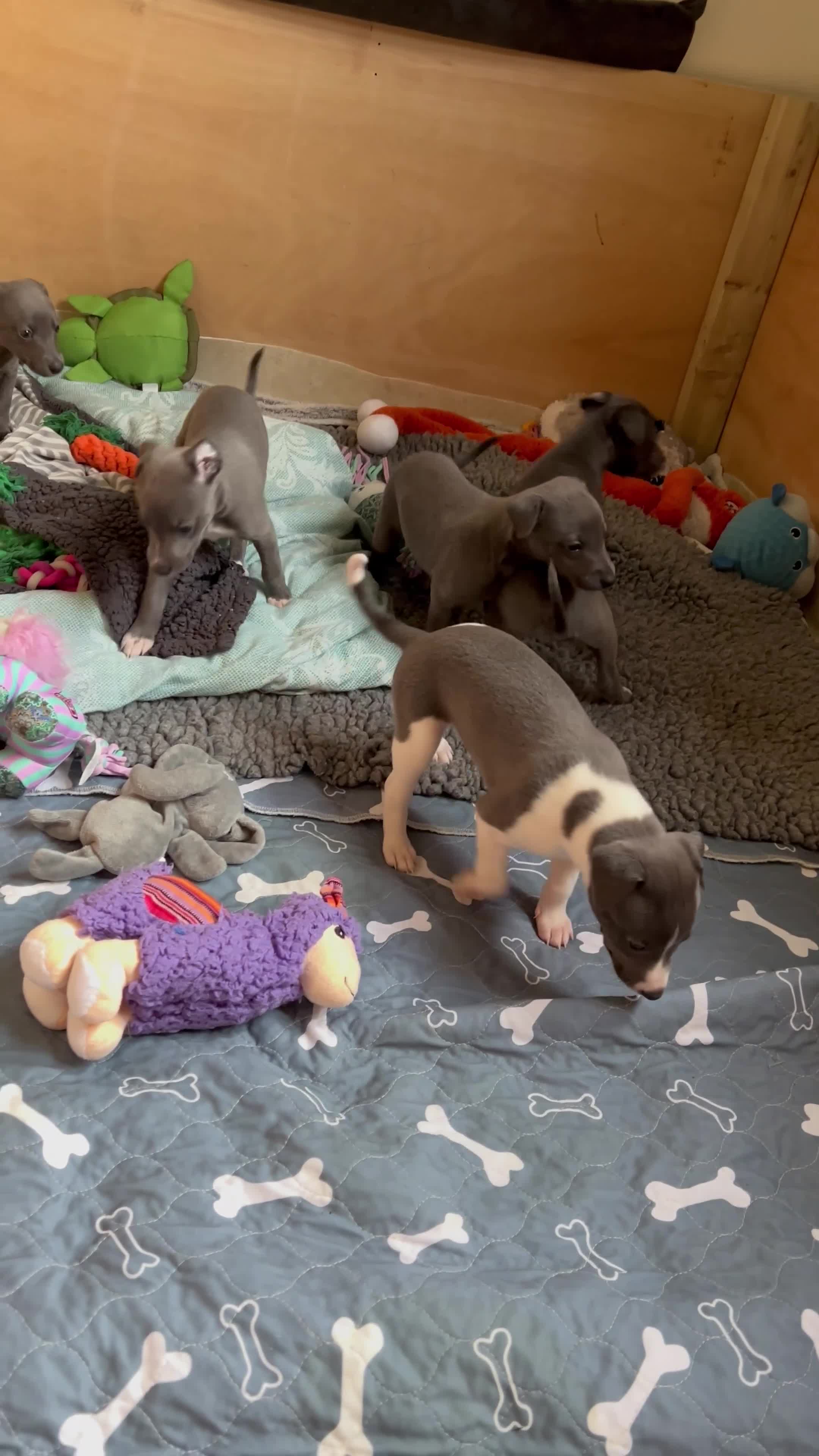 Whippet dogs for sale: 💙 Whippet Puppies – Beautiful Blue Litter 💙 - Video 1