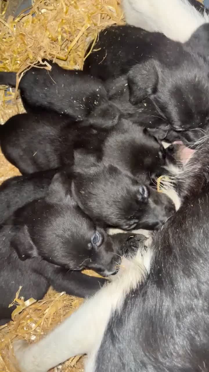 Borador dogs for sale: 5 border collie Labrador cross  - Video 1