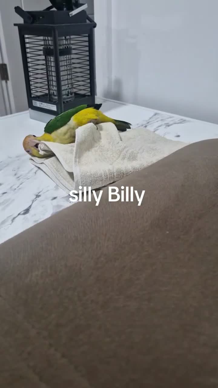 Parrots birds for sale: Caique parrot - Video 1