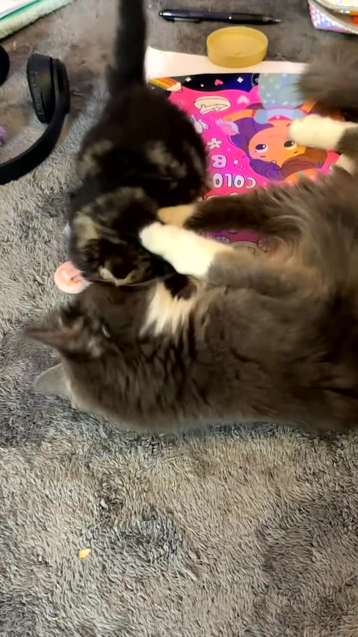 Mixed Breed cats for sale: Beautiful fluffy kittens in Selby - Video 2