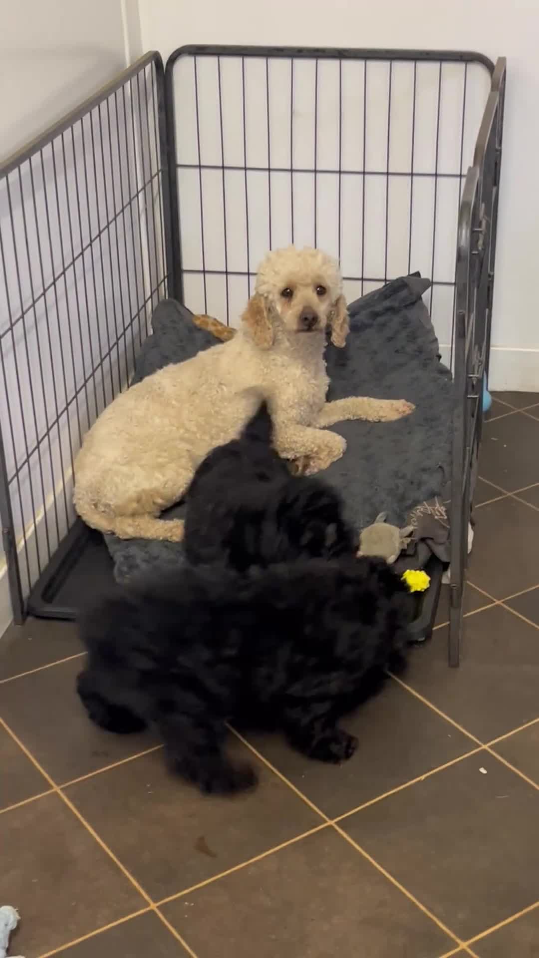 Miniature Poodle dogs for sale: two beautiful Sunning poodles  - Video 1