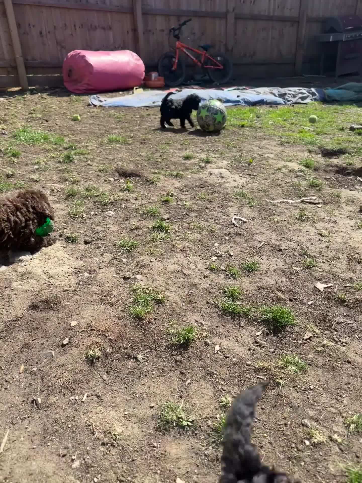 Cockapoo dogs for sale: Cockapoos in Doncaster - Video 1