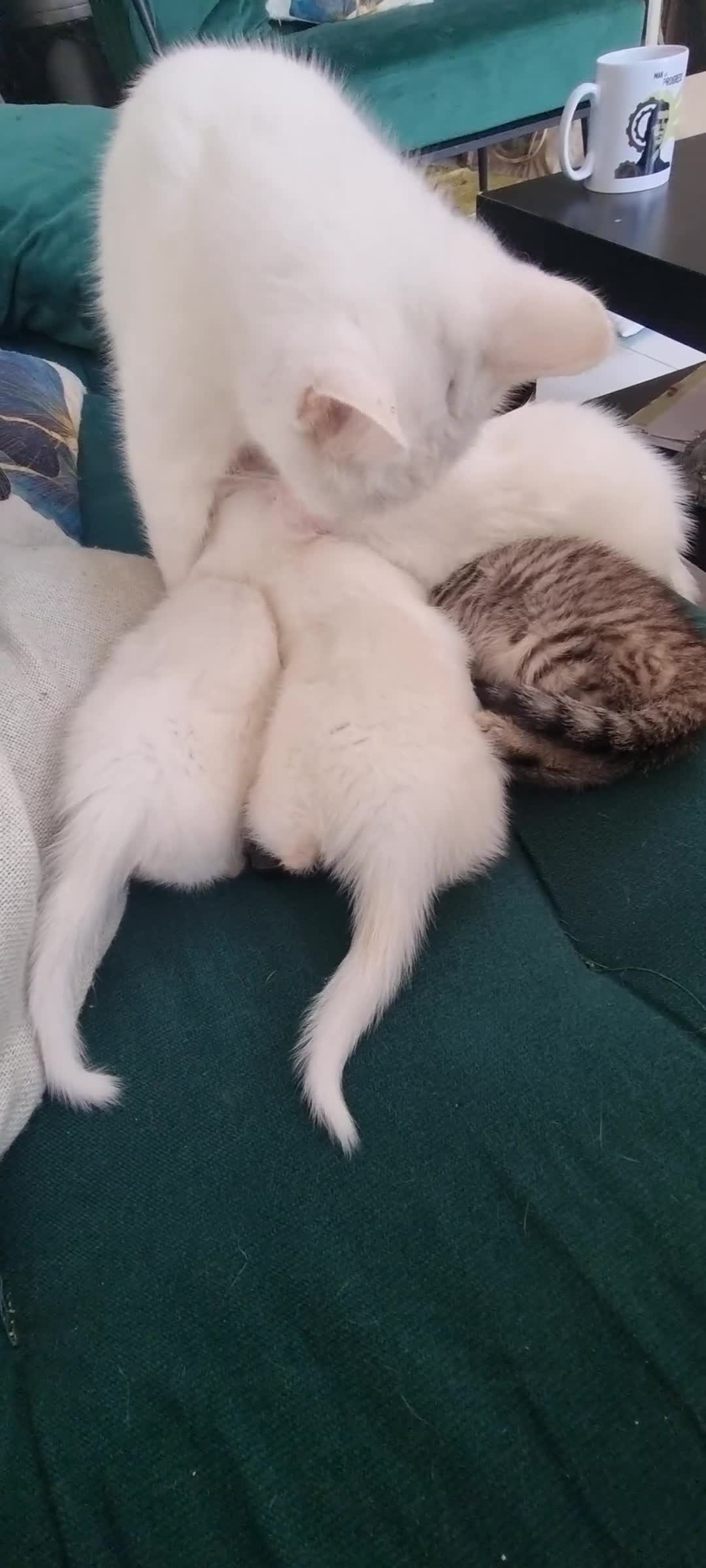 British Shorthair cats for sale: ✨ Gorgeous 6-Week-Old Kittens litter trained ✨ - Video 1