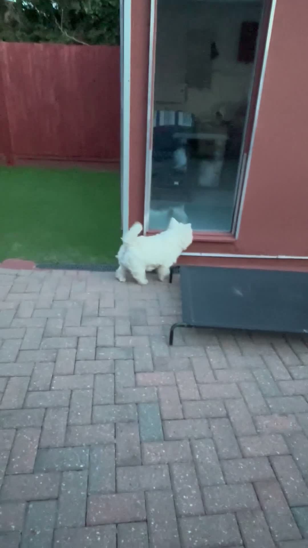 West Highland Terrier dogs for sale: West highland terrier puppies  - Video 1