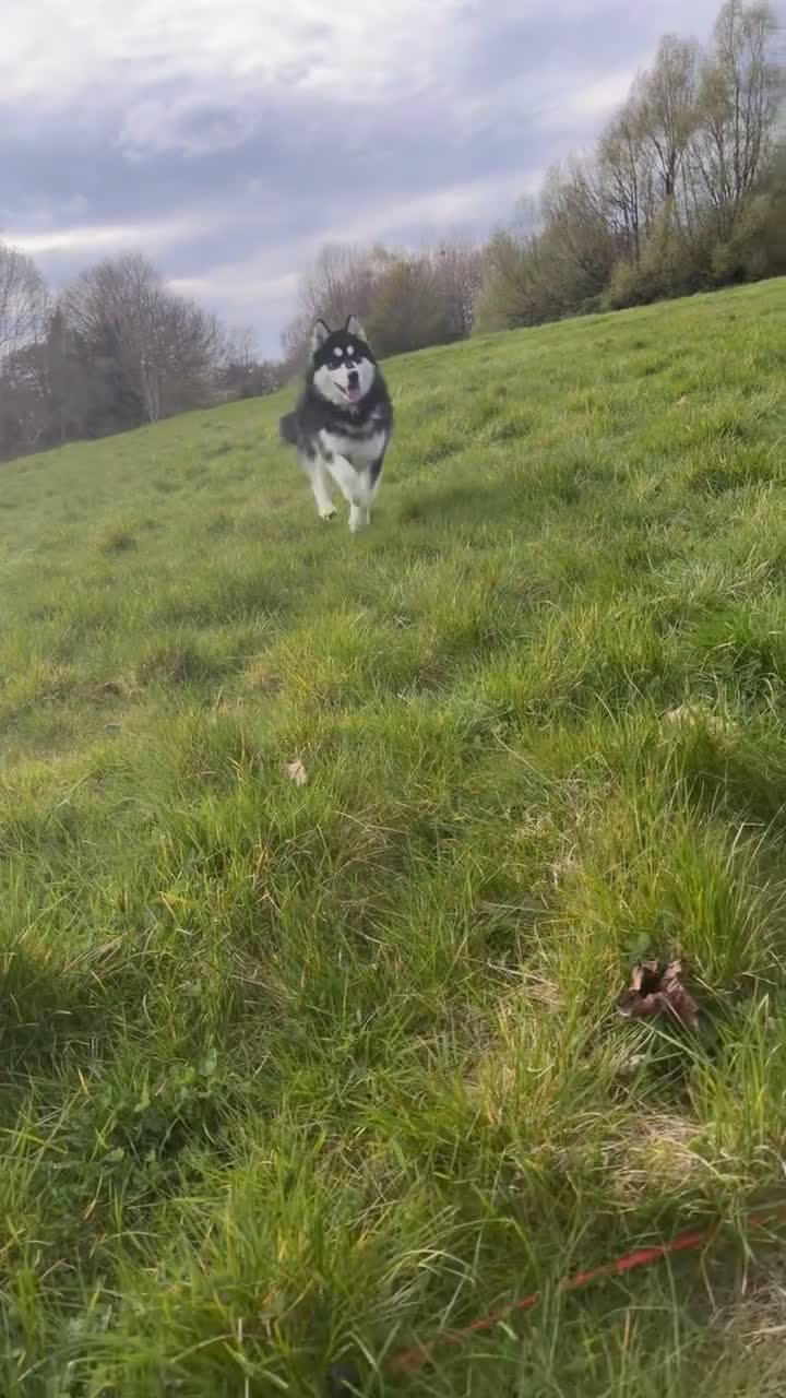 Alaskan Malamute dogs for sale: Female Alaskan malamute  - Video 1