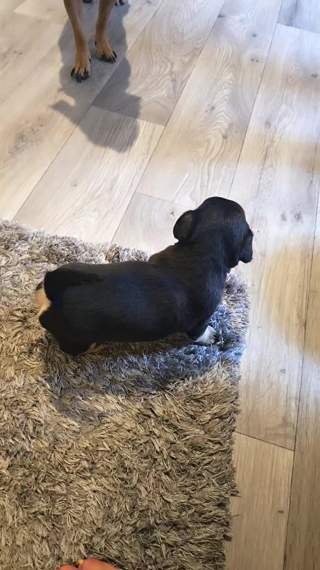 Chug dogs for sale: 2 male puppies... - Video 1
