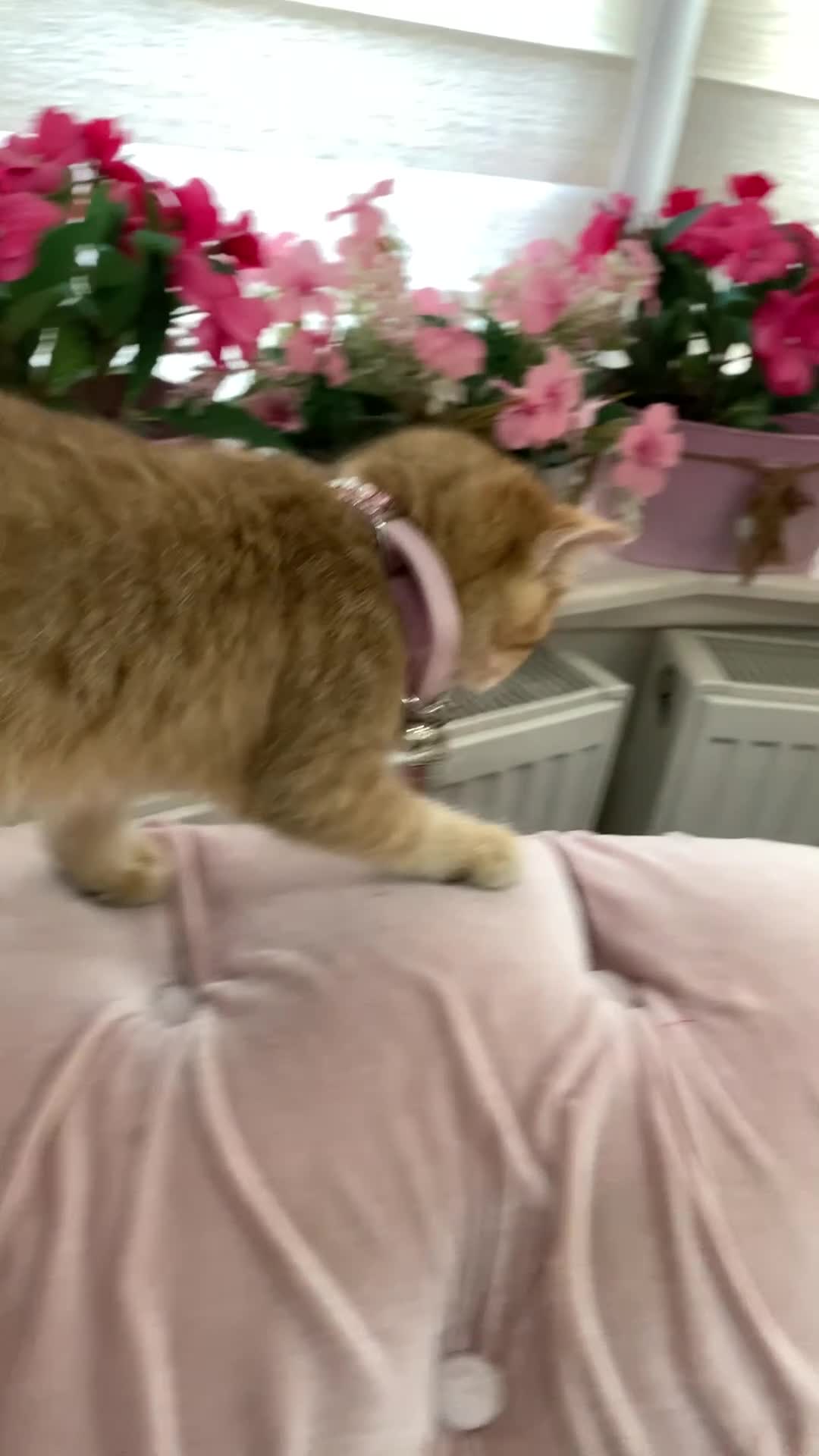 British Shorthair cats for sale:  GCCF champion lines Ny12  Bsh golden chinchilla  - Video 1