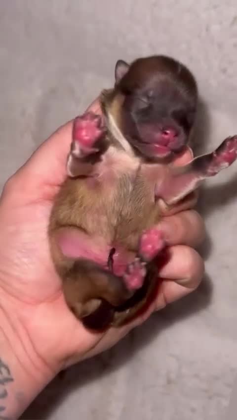 Pomeranian dogs for stud: Kc Pomeranian Male For STUD DUTIES - Video 4