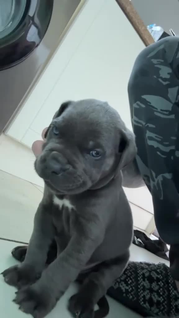 Cane Corso dogs for sale: Cane Corso Puppies for sale  in Hull - Video 2