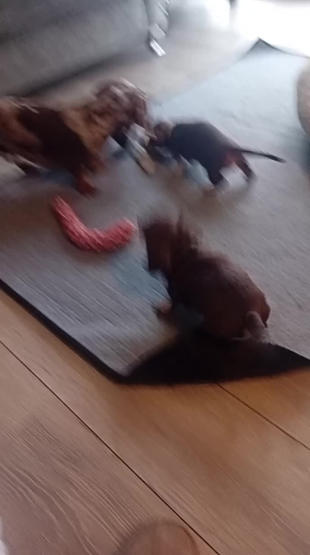 Dachshund dogs for sale: 4 beautiful female mini Dashhounds in Runcorn - Video 1