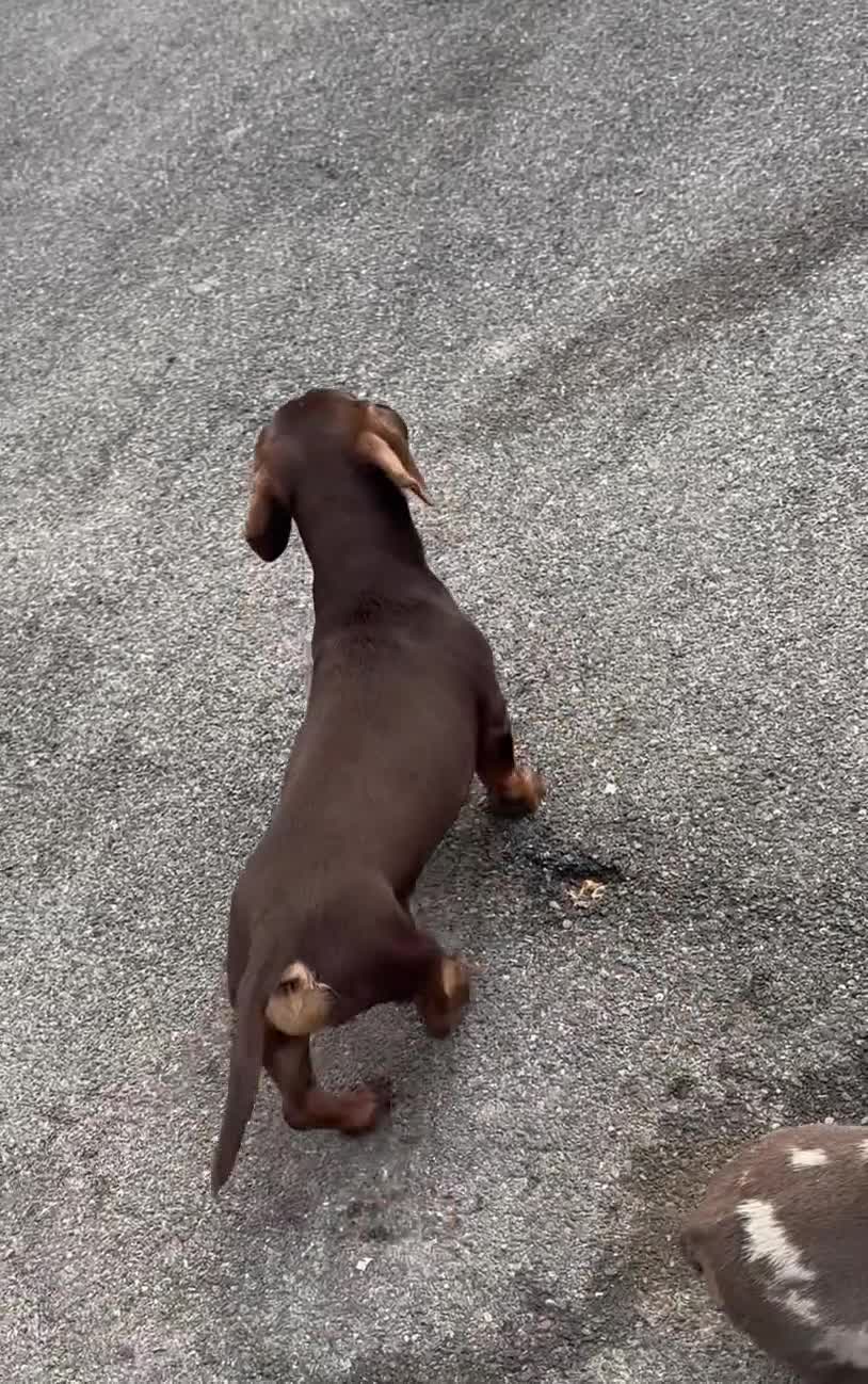 Miniature Dachshund dogs for stud:  miniature dachshund for stud  in Salisbury - Video 1
