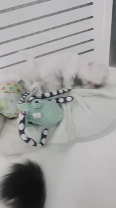 Maltese dogs for sale: Beautiful Maltese Puppy Lola – £750 🐾 - Video 1