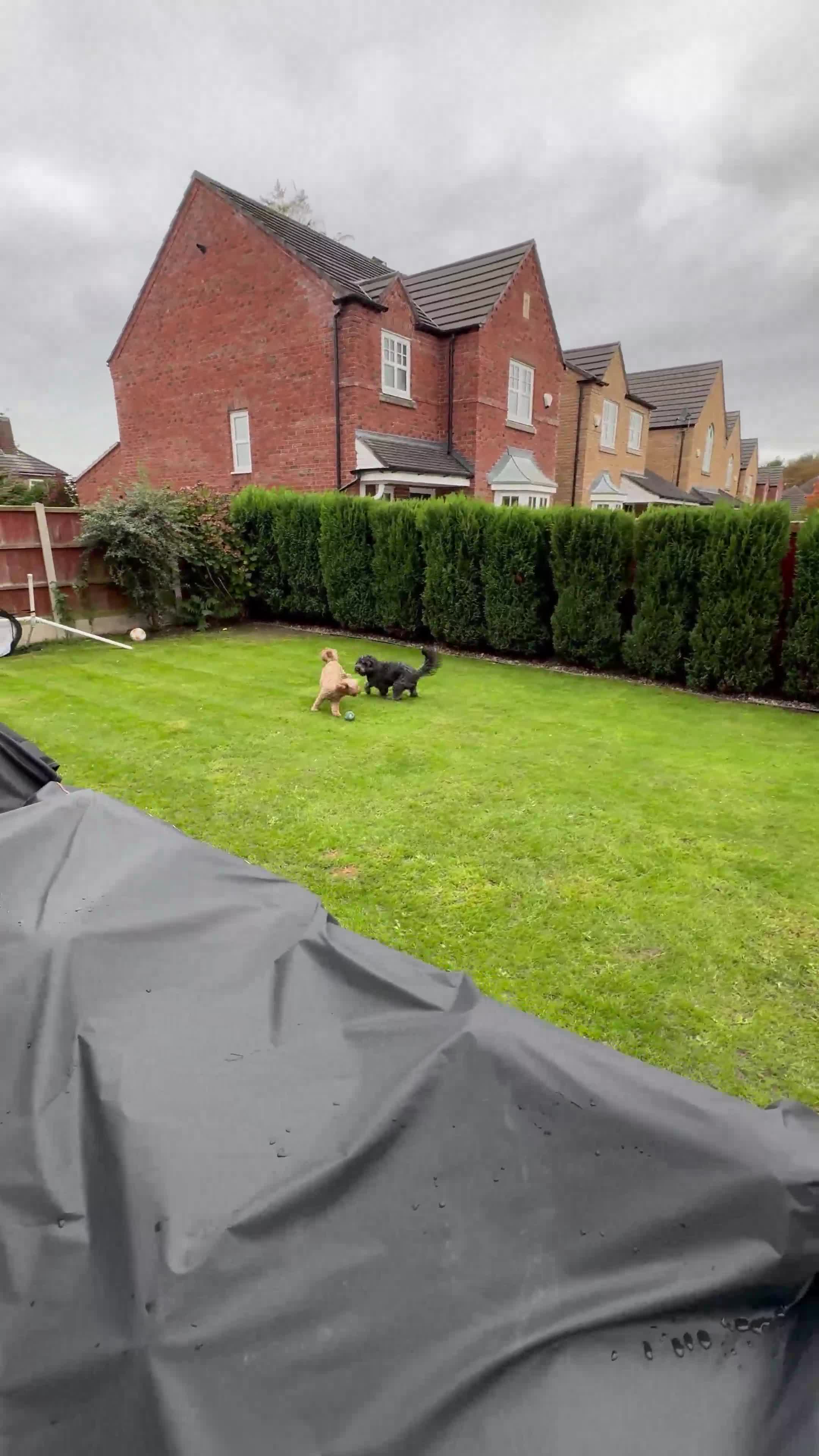 Cockapoo dogs for stud: Max 2 year old Cockapoo Stud £175 Experienced in Warrington - Video 1