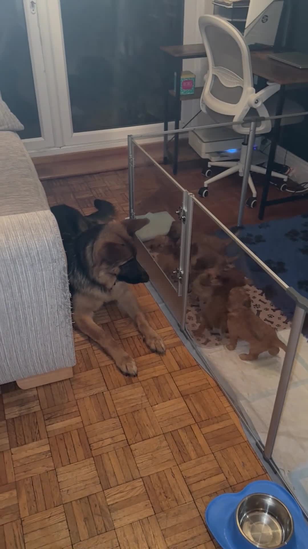 Cavapoo dogs for sale: Beautiful F1B cavapoo “teddy bear” puppies  - Video 1