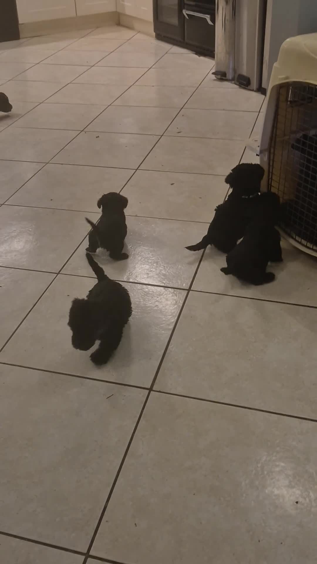 Cesky Terrier dogs for sale: One fab cesky girl for sale - Video 4