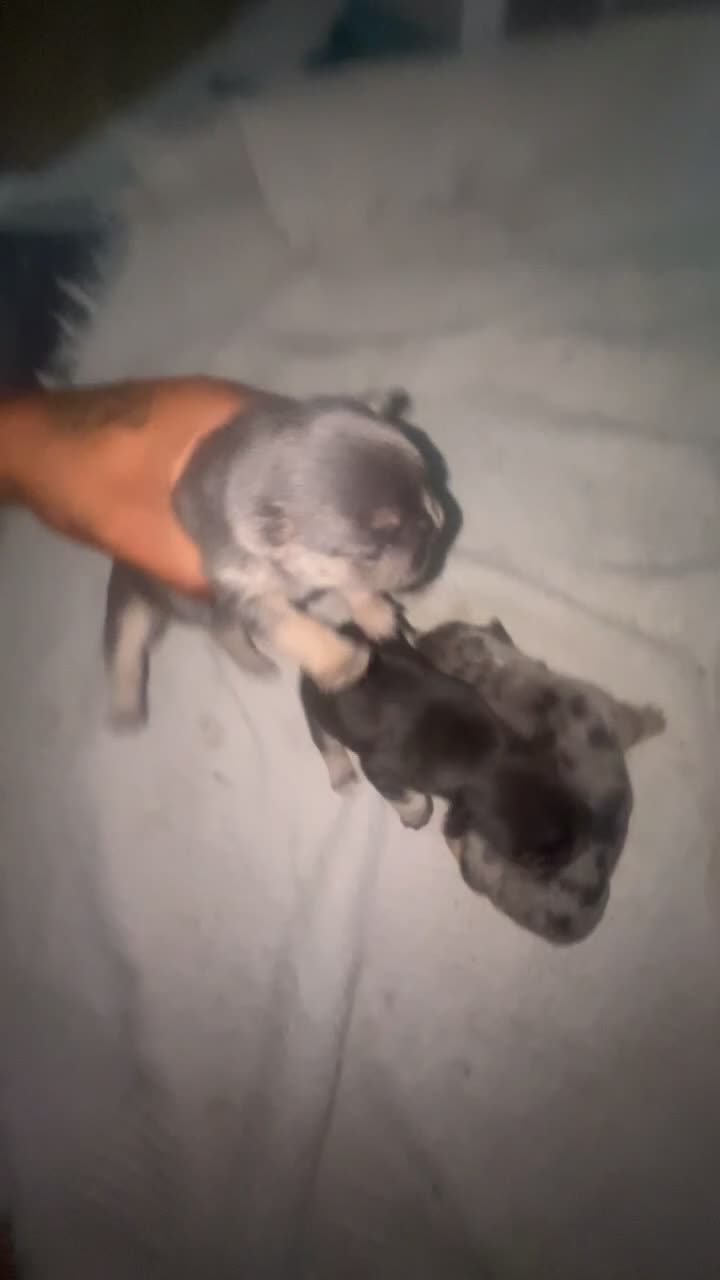 French Bulldog dogs for sale: French Bulldog Mix Fluffy Frenchie - Video 2