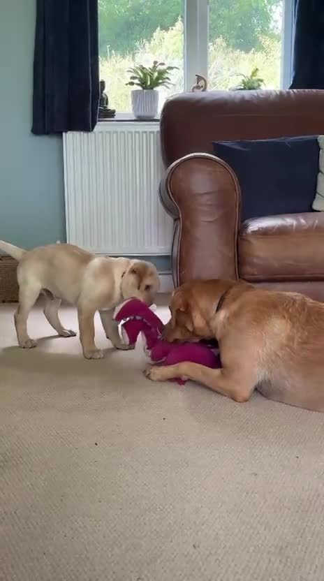 Labrador Retriever dogs for sale: Fox Red/Yellow working line Labrador puppies - Video 2