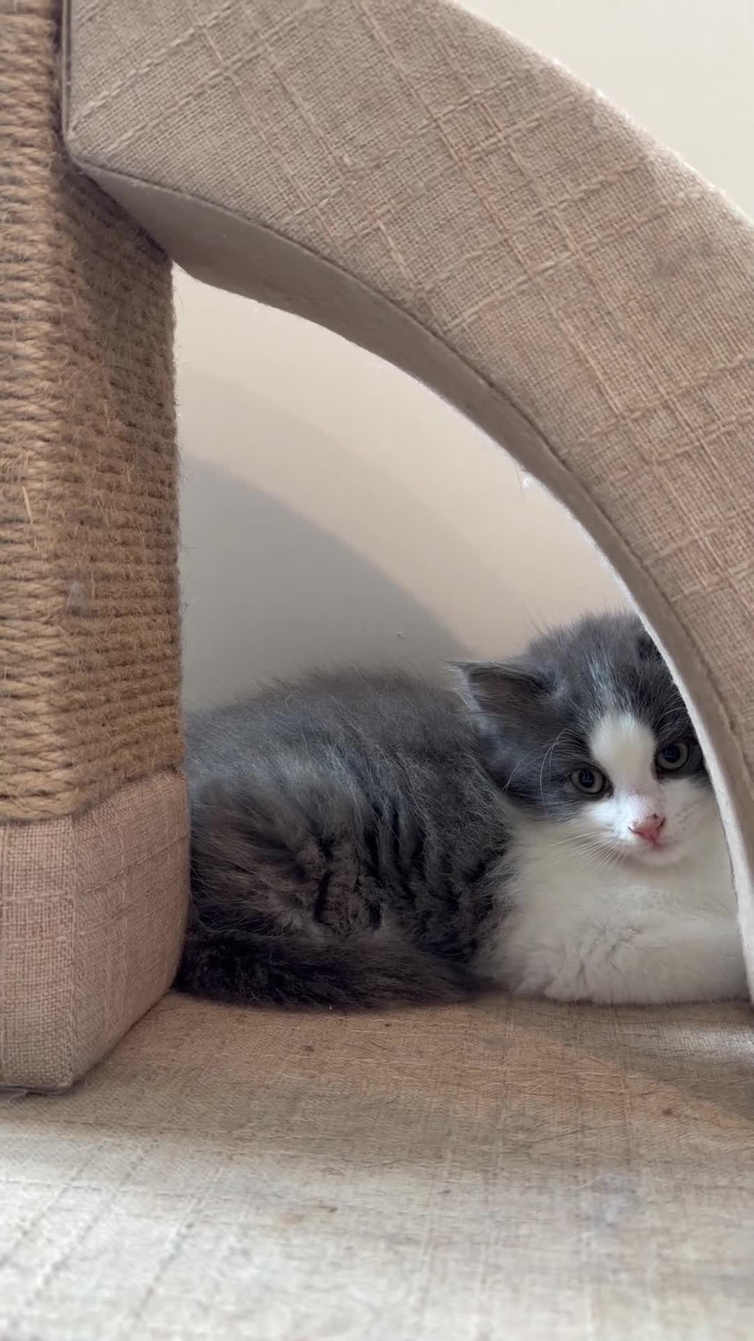 Turkish Angora cats for sale: 2 Boys mix Maincoone, Turkish angora, Persian mix in Faringdon - Video 1