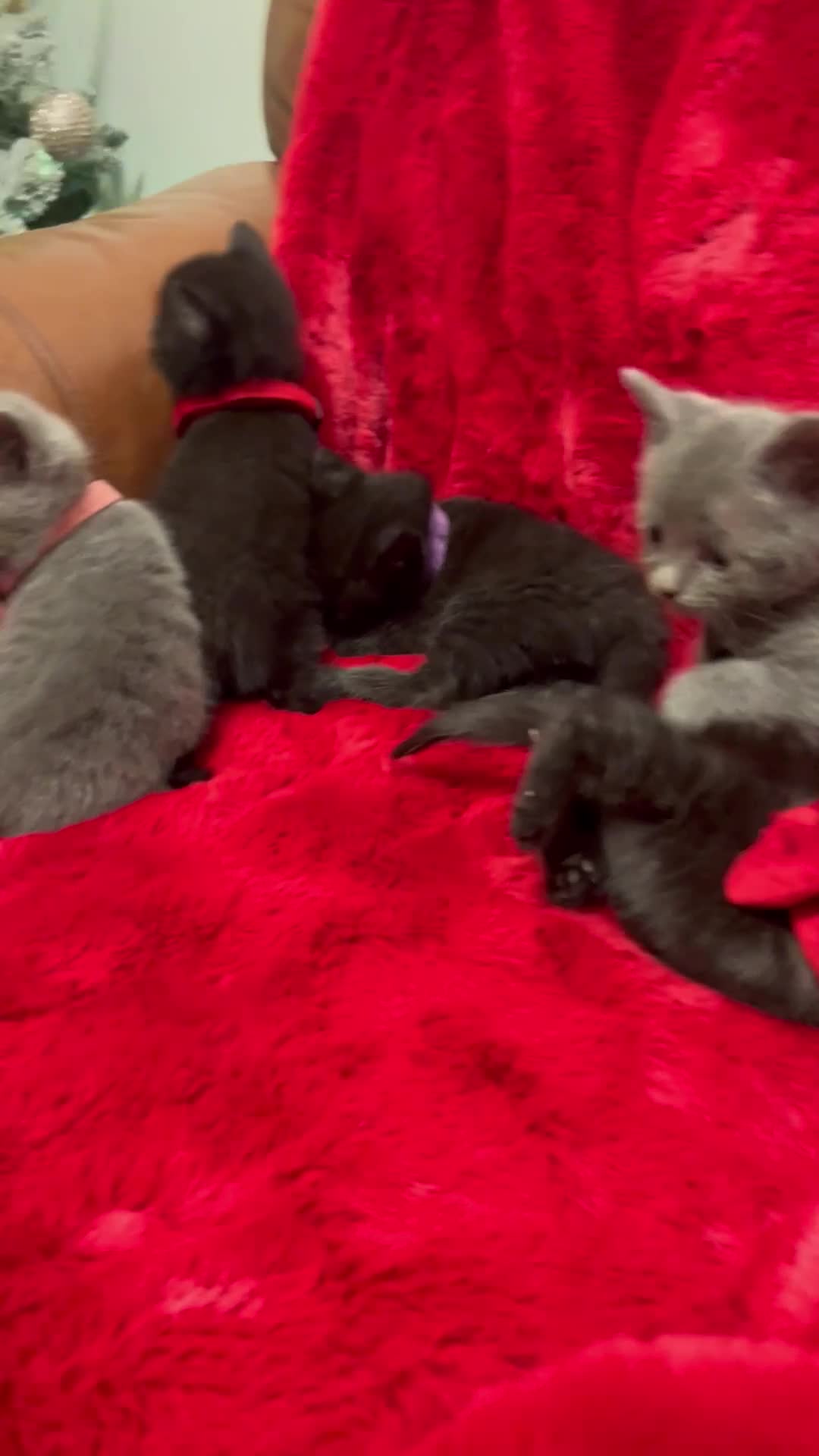 Mixed Breed cats for sale: kittens looking for a new home - Video 1