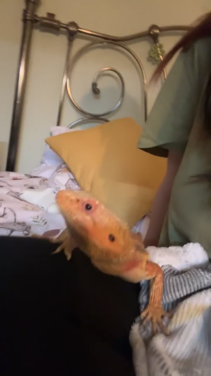 Bearded Dragon reptiles for sale: 2 bearded dragons for sale in Dereham - Video 2