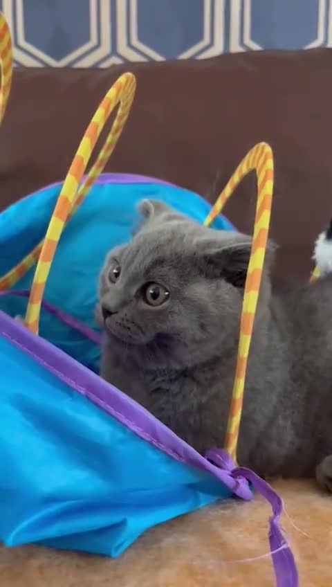 Scottish Fold cats for sale: Only 1 friendly Kitten 😸 left,smart and gentle😸 - Video 1