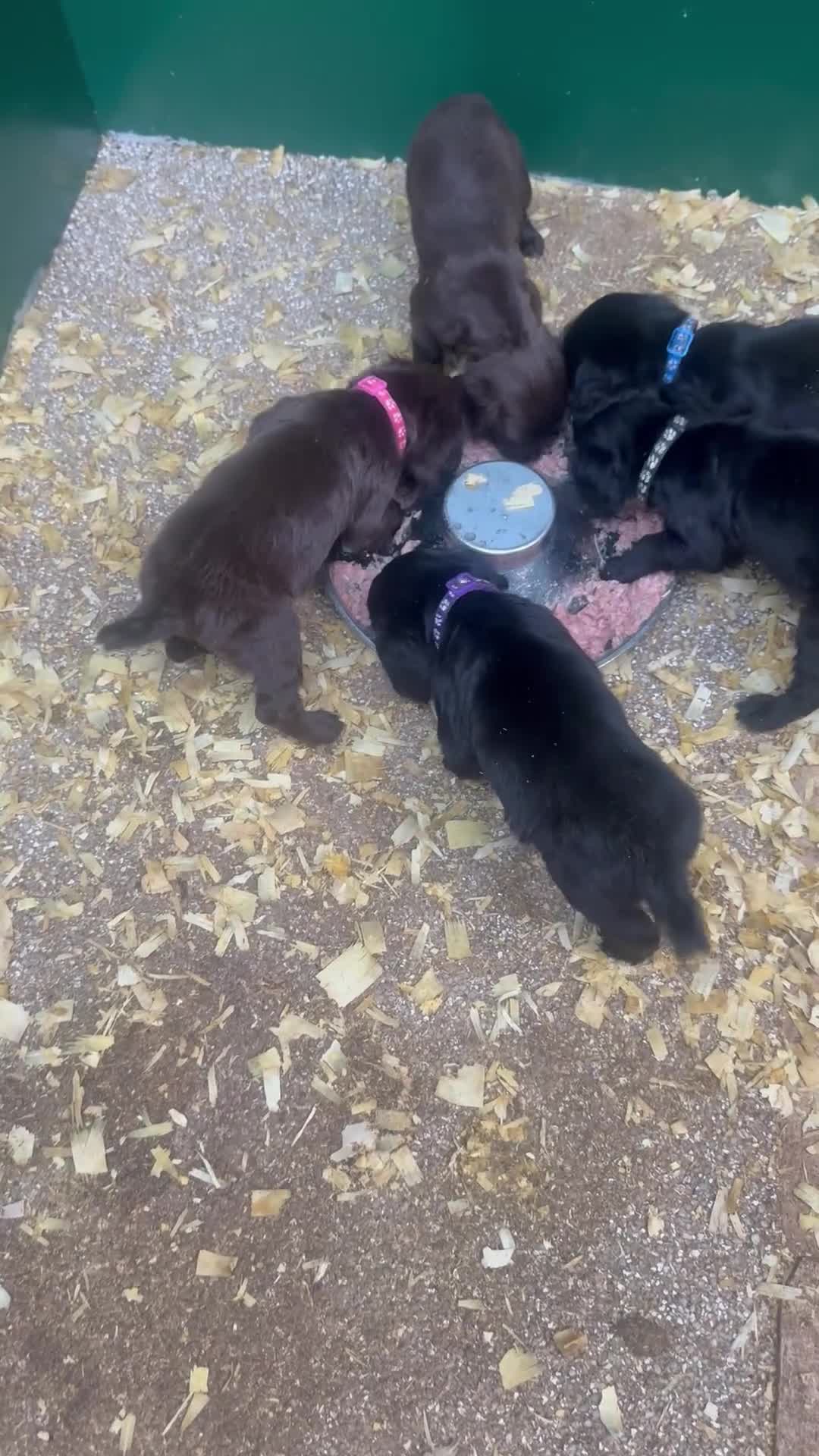 Cocker Spaniel dogs for sale: OFTW cocker spaniel bred pups  - Video 3