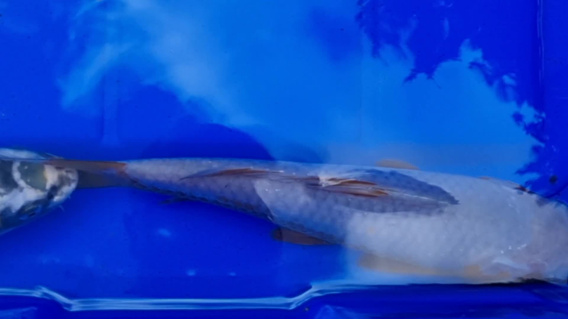 Koi Carp fish for sale: 8 to 10 inch Koi Carp mix pond fish in Chorley  - Video 1