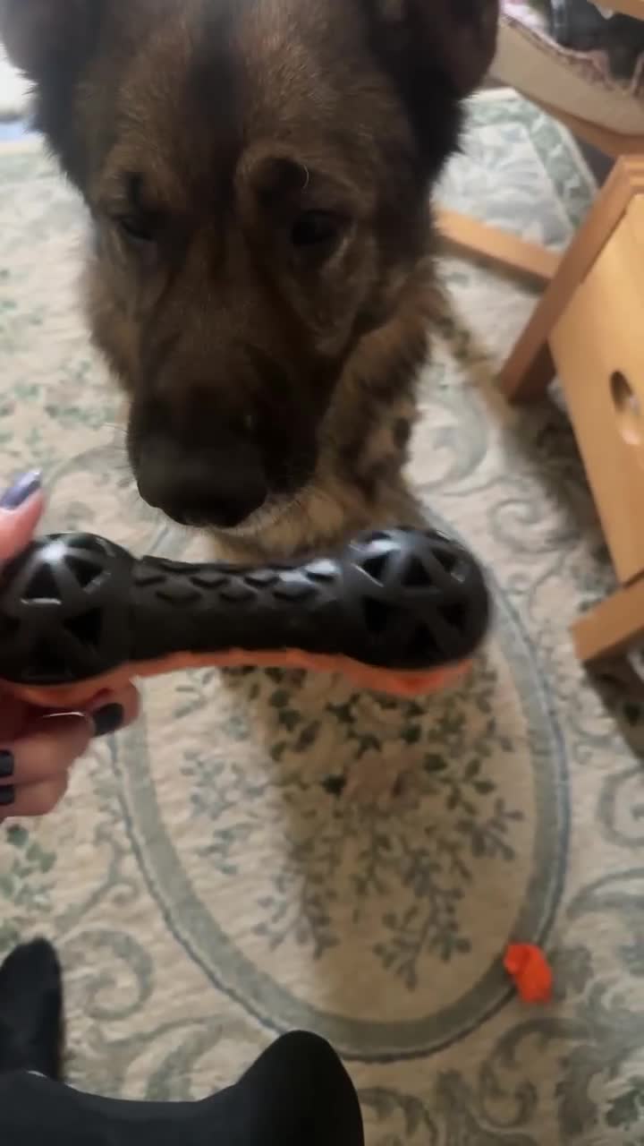 German Shepherd dogs for sale: Playful Smart German Shepherd Needs Home - Video 1