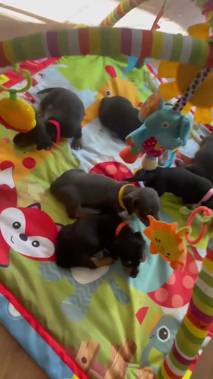 Miniature Dachshund dogs for sale: Miniature dachshund puppies - beautiful  - Video 3