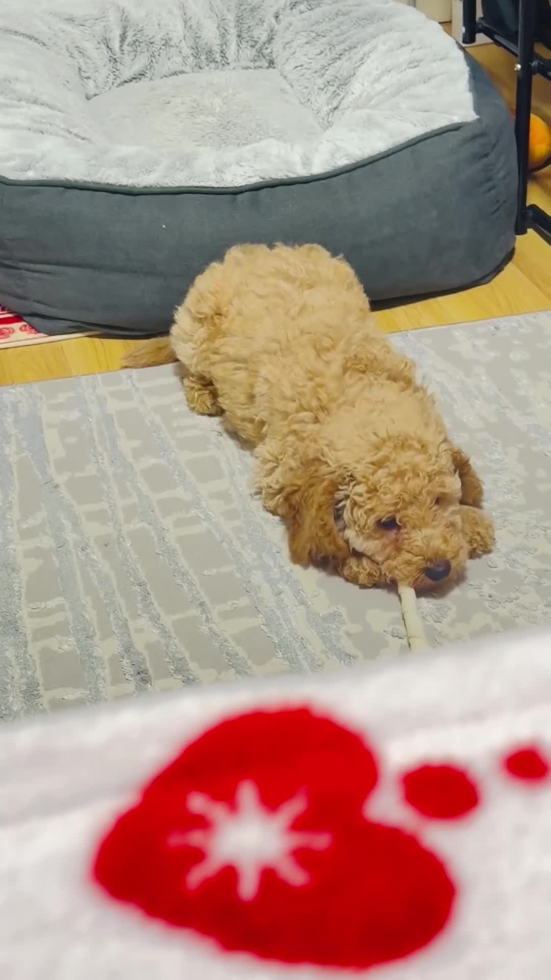 Mixed Breed dogs for sale: Lovely female puppy ready to leave  in Reading - Video 1