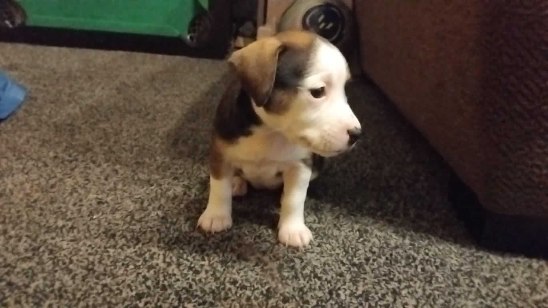 Mixed Breed dogs for sale: Stunning litter of 8 - Video 2