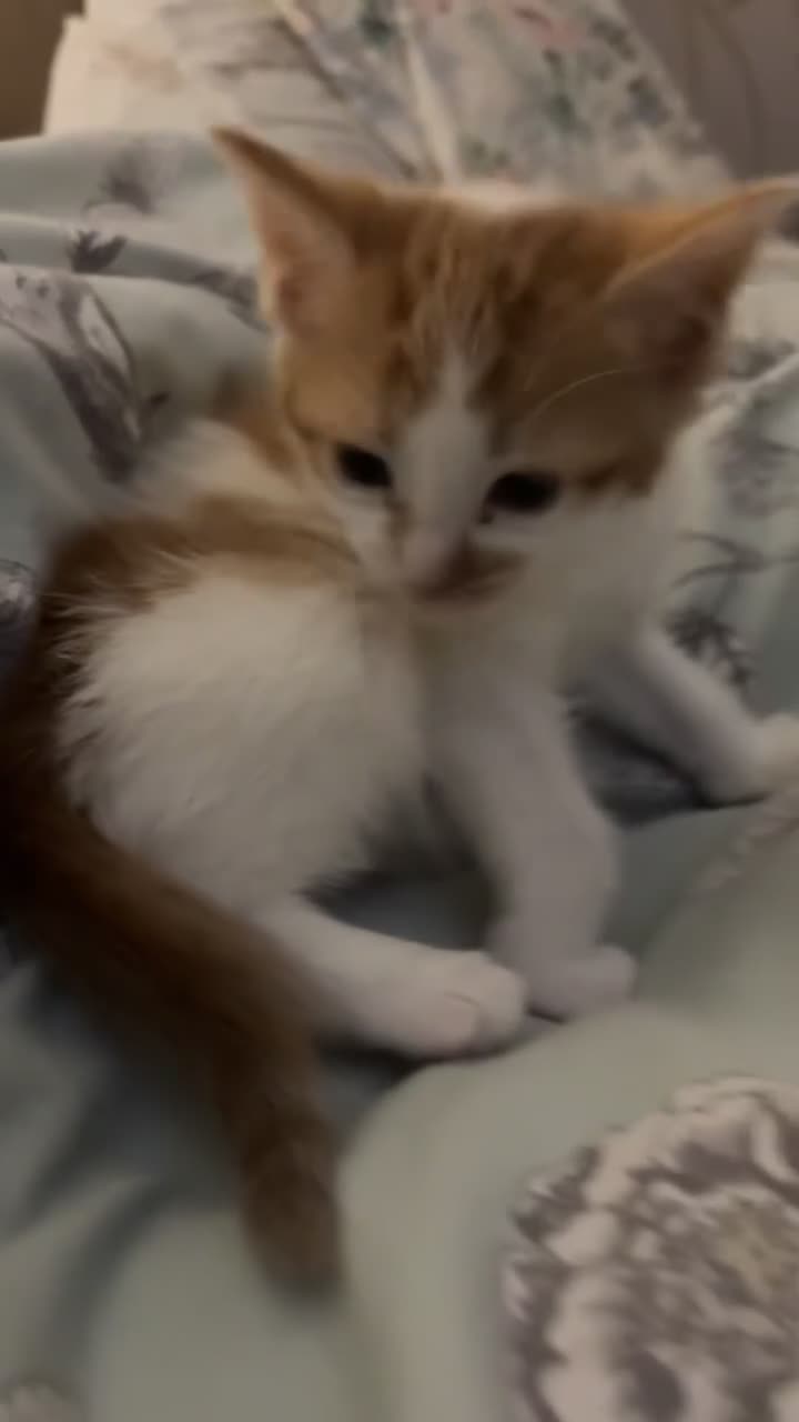 British Shorthair cats for sale: British Shorthair x - Video 1