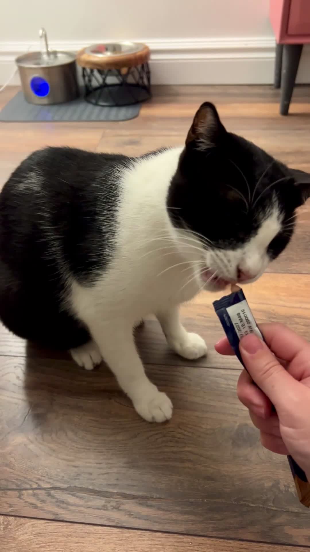 Arabian Mau cats for adoption: Minnie  - Video 1