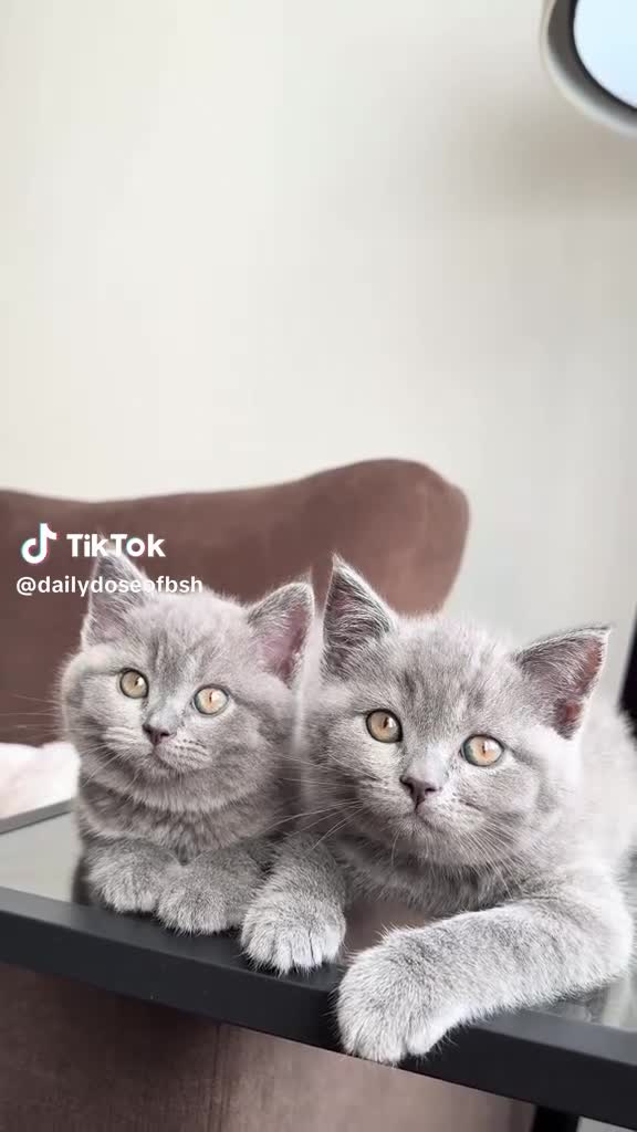 British Shorthair cats for sale: British Shorthair kittens for sale in Rochdale - Video 5