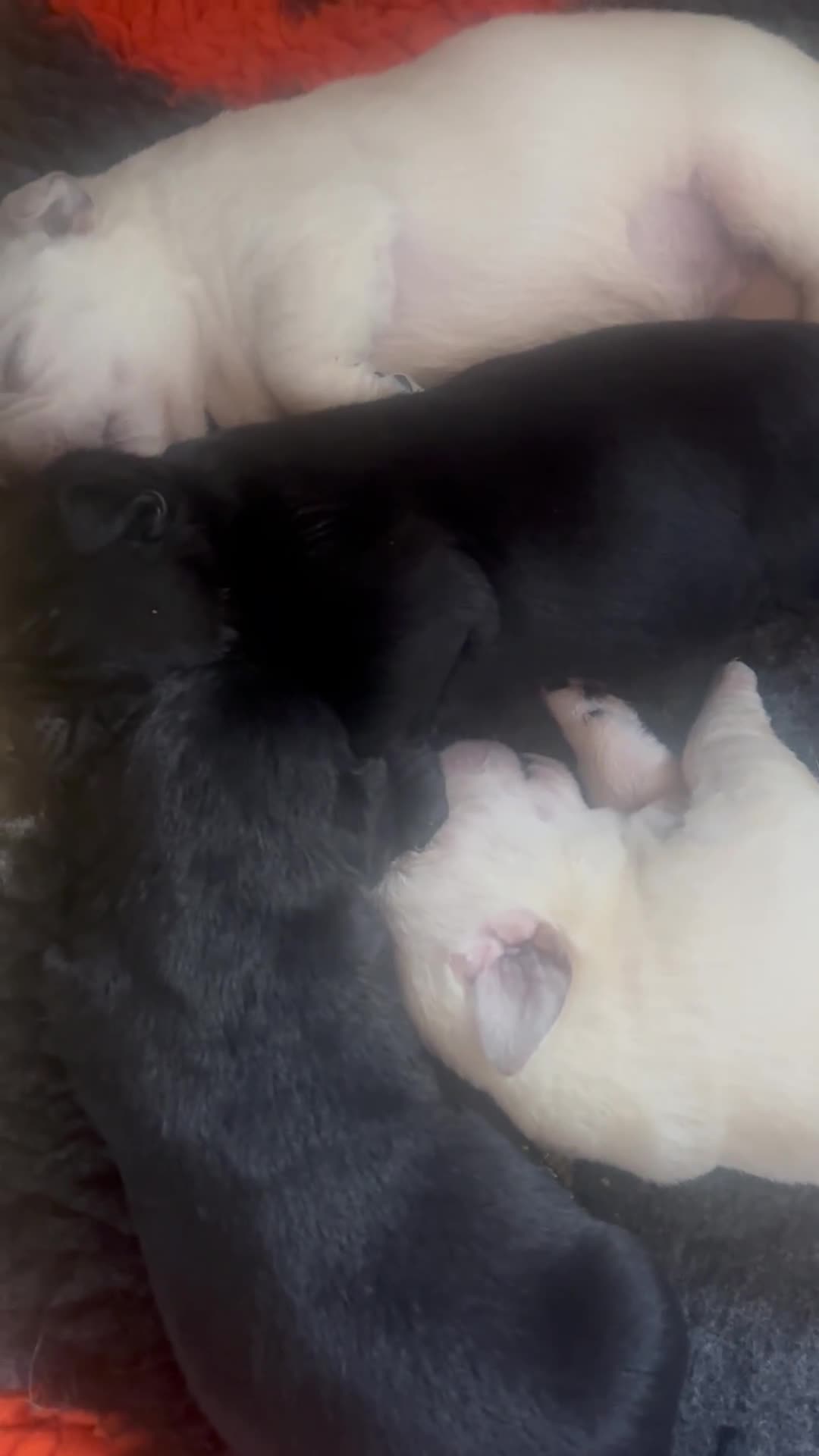 Labrador Retriever dogs for sale: Show Type Labrador Puppies - Video 1