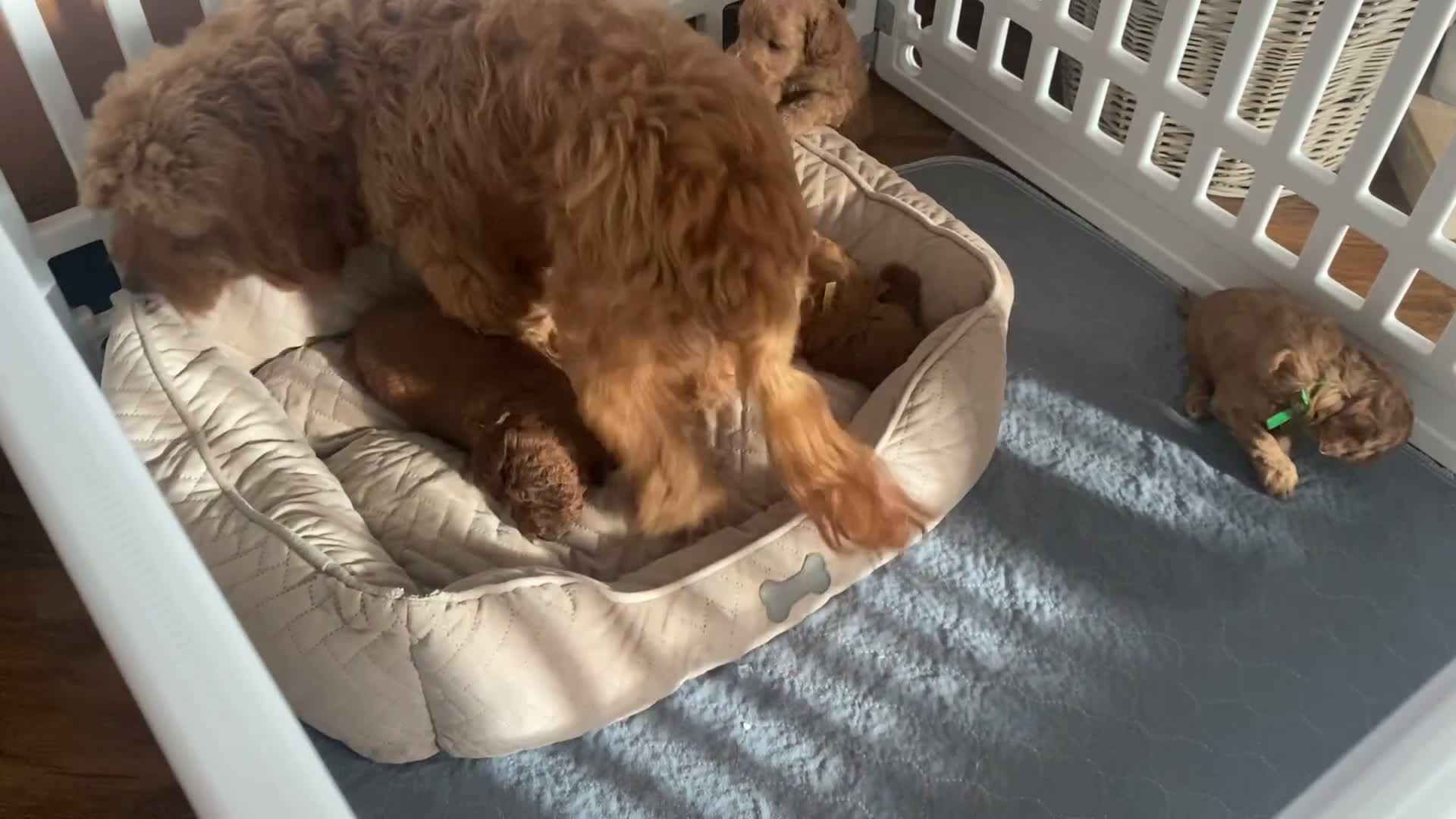 Cockapoo dogs for sale:  F1b American Cockapoos * Health Tested Parents * - Video 2