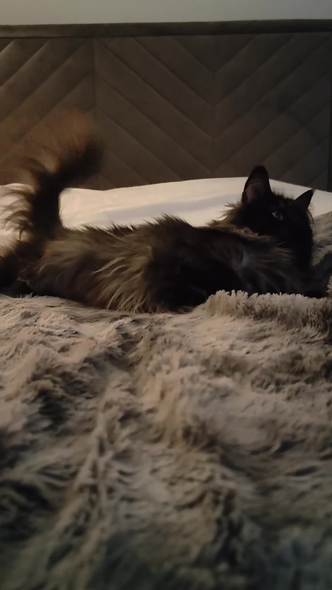 Maine Coon cats for sale: European Mainecoon Cat - Video 3