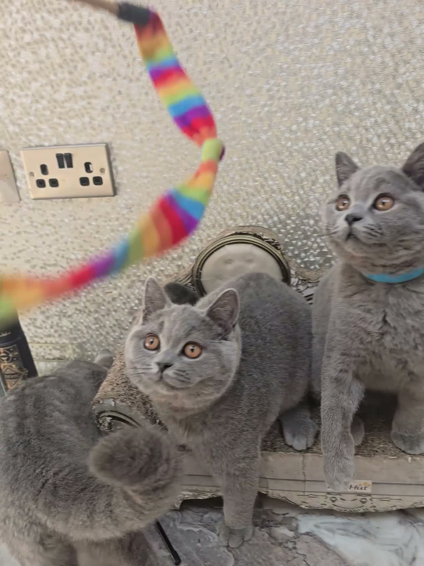 British Shorthair cats for sale: 3 Gorgeous British Short Hair Kittens - Video 1