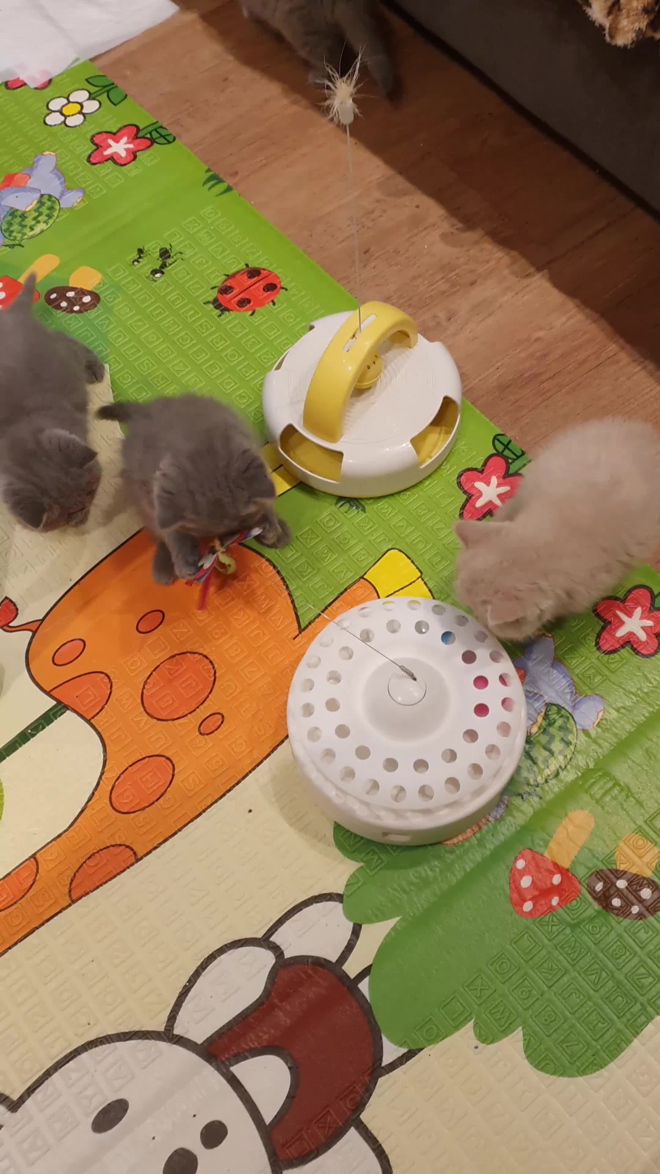 Exotic cats for sale: GCCF Gorgeous blue/cream Exotic female  - Video 1