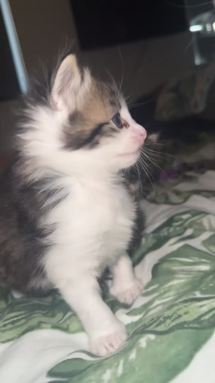 British Longhair cats for sale: Kittens for sale - Video 2