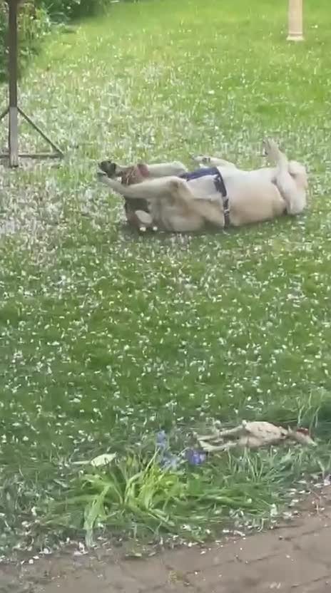 Mixed Breed dogs for adoption: Lovely Lara 🩷🐾 - Video 1