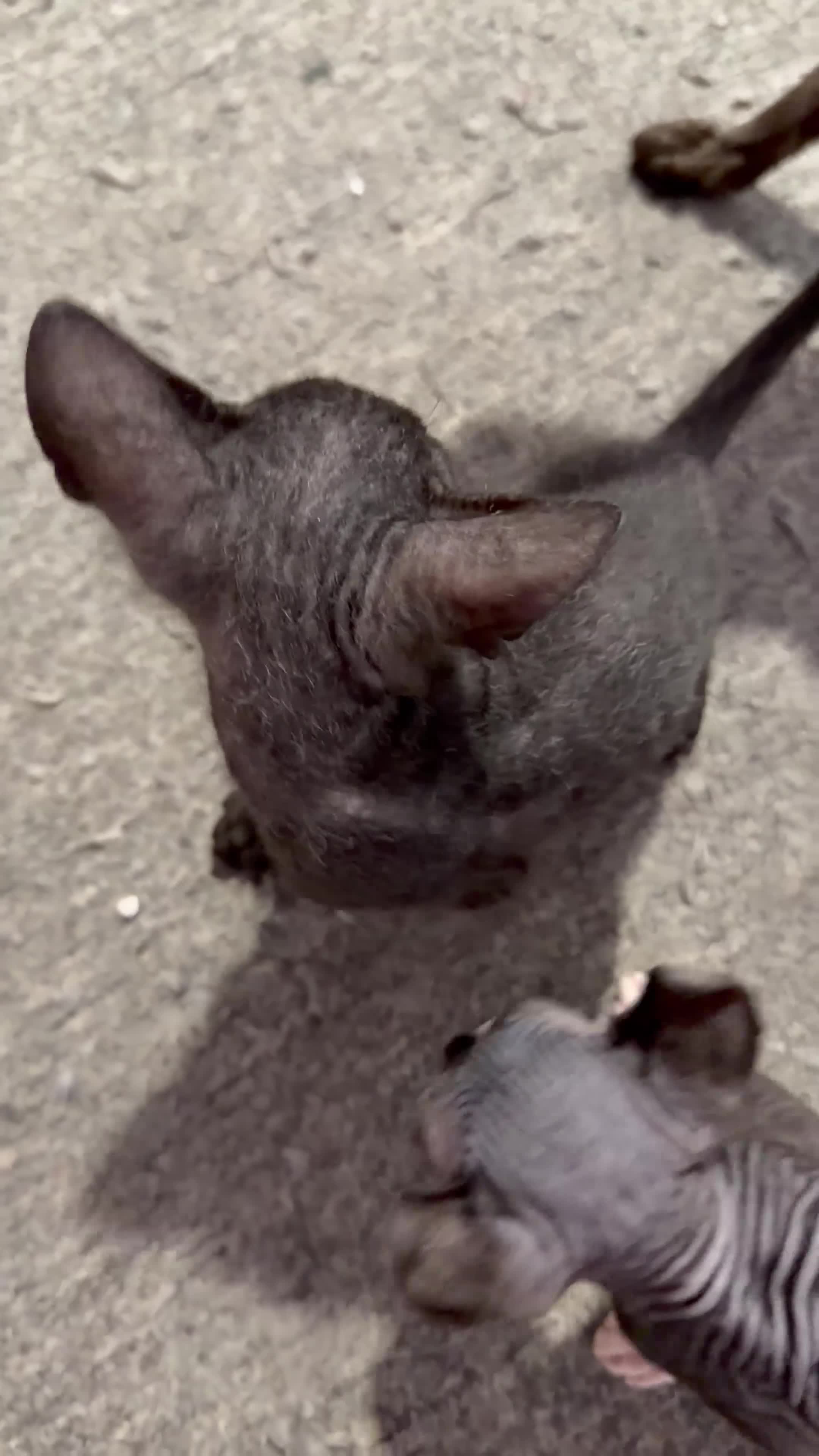 Sphynx cats for sale: 1 beautiful Sphynx boy left 🐾🖤 - Video 1