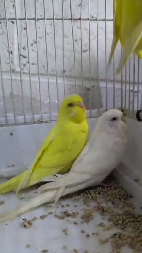 Budgerigars birds for sale: White and Yellow Budgies with Red Eyes - Video 3