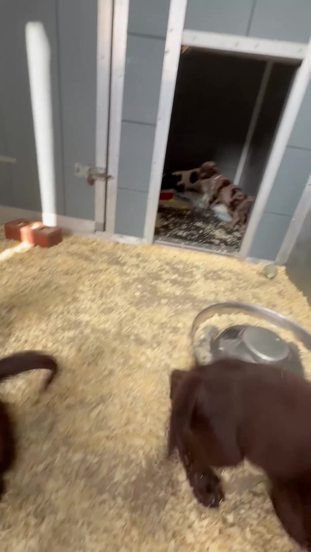 Cocker Spaniel dogs for sale: Cocker Spaniel Puppies  - Video 1
