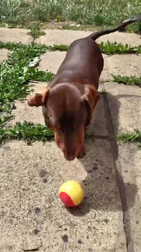 Dachshund dogs for sale: Two Dachshund Brothers - Video 1